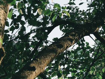 Low angle view of tree against sky