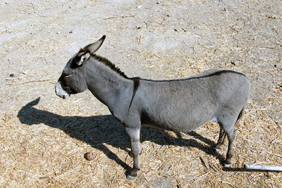 A grey donkey in patmos, greece