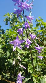 Close-up of purple flowers blooming outdoors