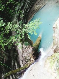 Plants growing in water