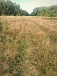 Trees on grassy field