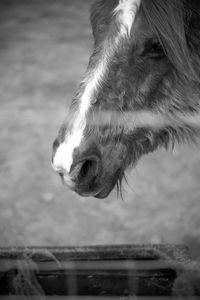 Close-up of an animal