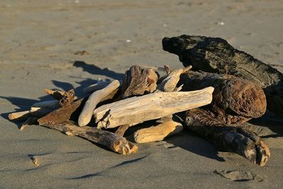 Close-up of logs on shore