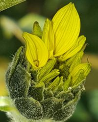 Close-up of yellow flowers