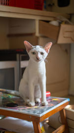 Portrait of cat sitting on table at home