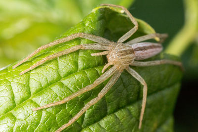 Close-up of insect on plant