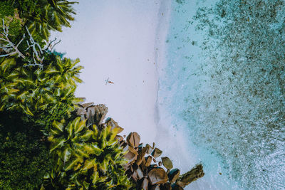 High angle view of plants by sea