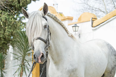 View of horse in ranch