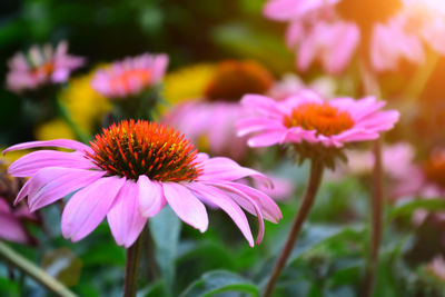 Close-up of pink flowers