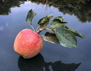 Close-up of apple growing on tree