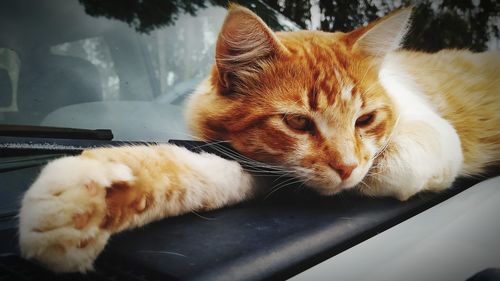 Close-up of a cat resting