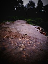 Surface level of road amidst trees in city