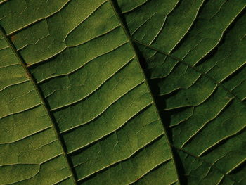 Full frame shot of green leaves