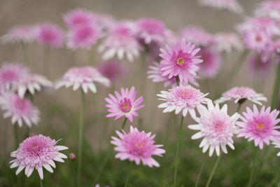 Close-up of pink flowering plants