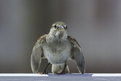 Close-up portrait of owl perching outdoors