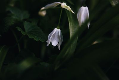 Close-up of flowers