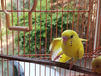 Yellow bird perching in cage