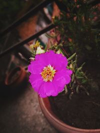 High angle view of pink flower blooming outdoors