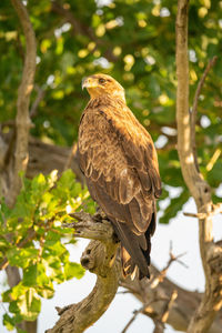 Low angle view of eagle perching on tree