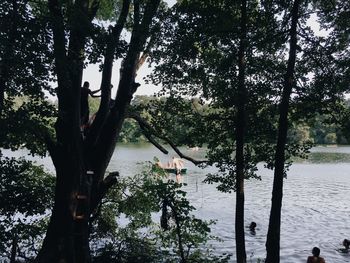 Reflection of trees in water