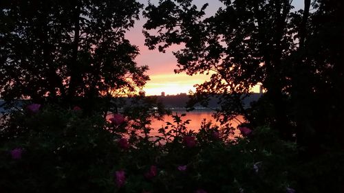 Silhouette trees by lake against sky during sunset