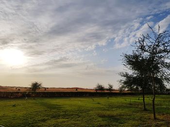 Scenic view of field against sky