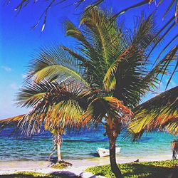 Low angle view of palm trees against blue sky