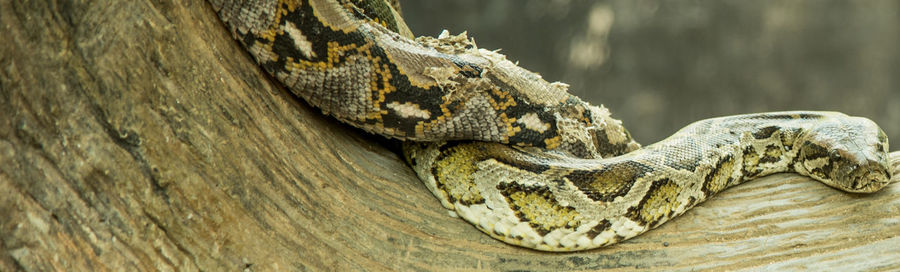 Close-up of lizard