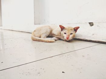 Portrait of cat relaxing on floor against white wall