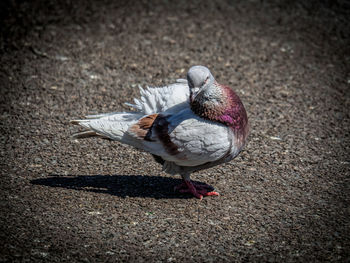Close-up of pigeon on land