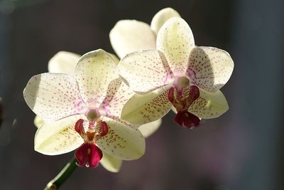 Close-up of pink flower