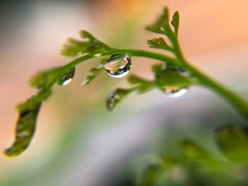 Close-up of water drops on plant