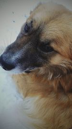 Close-up of dog