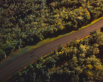 Road amidst trees