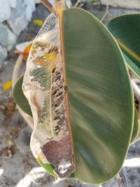 Close-up of insect on leaf