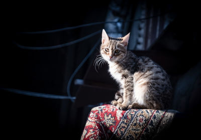 Close-up portrait of cat sitting at home