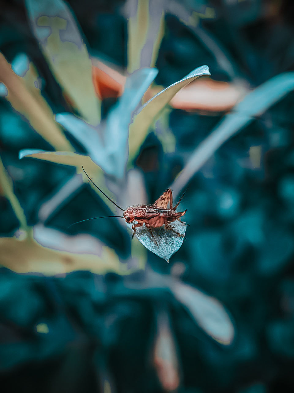 leaf, flower, animal, animal wildlife, animal themes, nature, plant, macro photography, insect, wildlife, close-up, butterfly, green, beauty in nature, blue, no people, one animal, branch, plant part, outdoors, focus on foreground, animal wing, flowering plant, selective focus