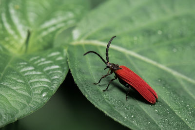 Close-up of insect on leaf