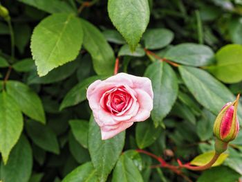 Close-up of pink rose