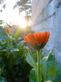 Close-up of flower