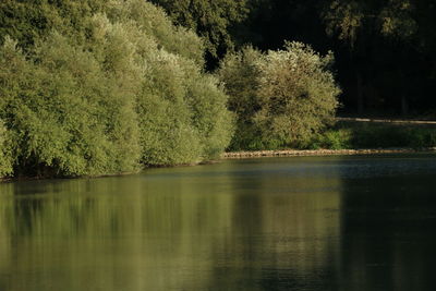 Scenic view of lake by trees in forest