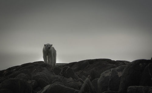 Polar bear on rock formation against sky