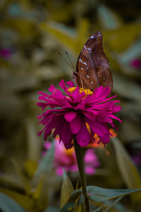 Close-up of butterfly on pink flower