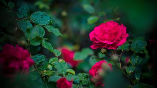 Close-up of pink rose plant