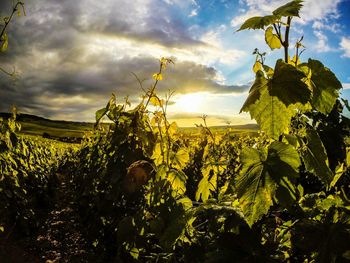 Scenic view of field against cloudy sky