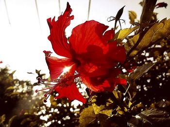 Close-up of red flowers