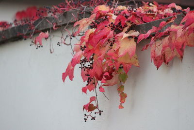Close-up of red maple leaves hanging on wall