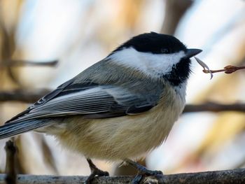 Close-up of bird perching outdoors