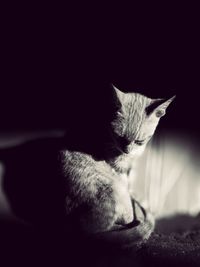 Close-up of cat against black background