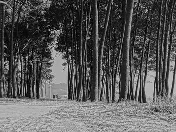 Trees in park